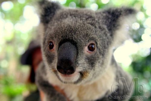 A koala at Lone Pine Koala Sanctuary, Brisbane, Australia. April 15th 2012 (28mm, 1/50sec, f/2.8, iso800)