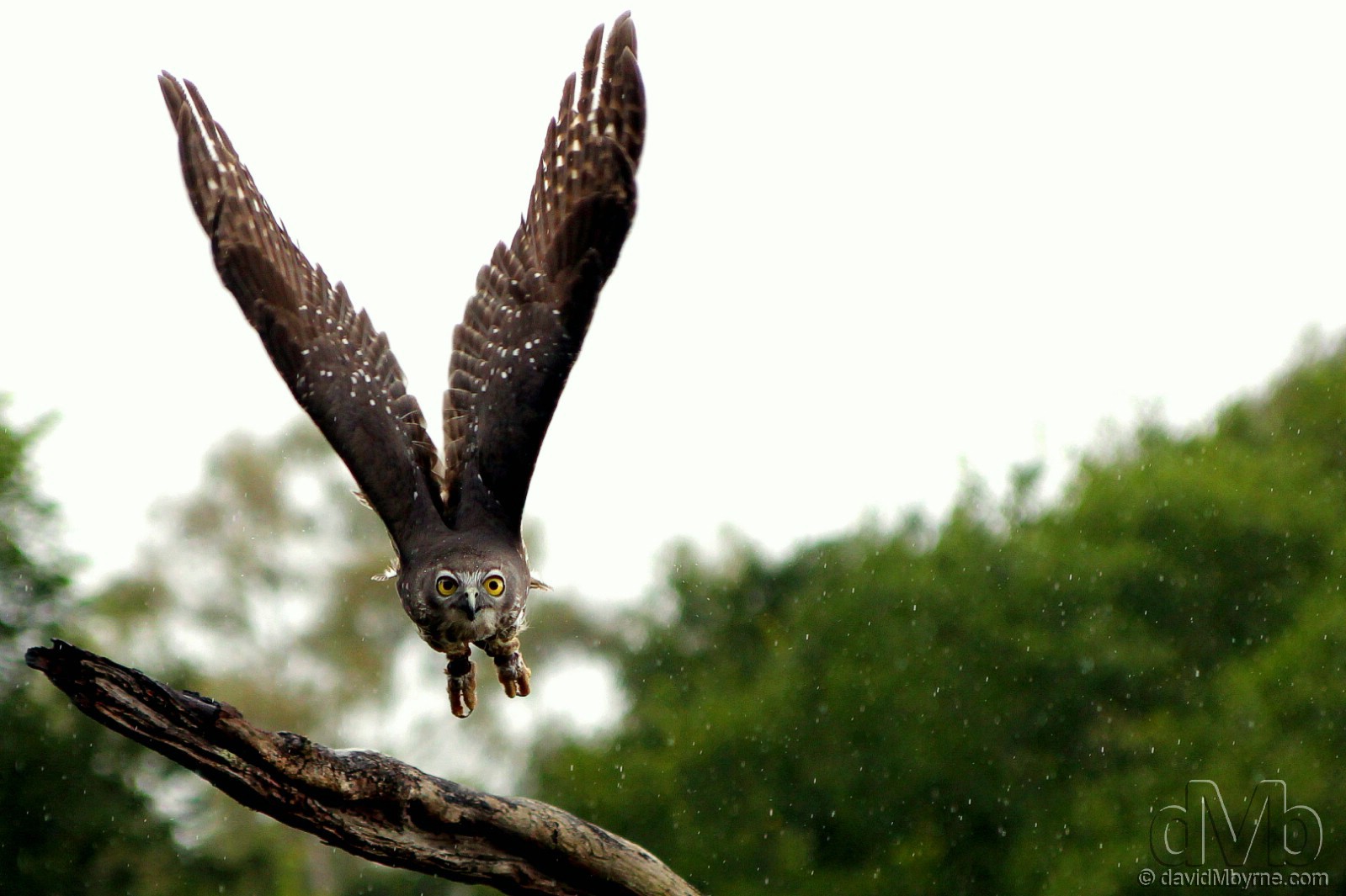A Barking Owl in flight in light rain at the Lone Pine Koala Sanctuary on the outskirts of Brisbane, Queensland, Australia. April 15th, 2012 (EOS 60D || Tamron 28-75mm || 75mm, 1/1250sec, f/2.8, iso400)