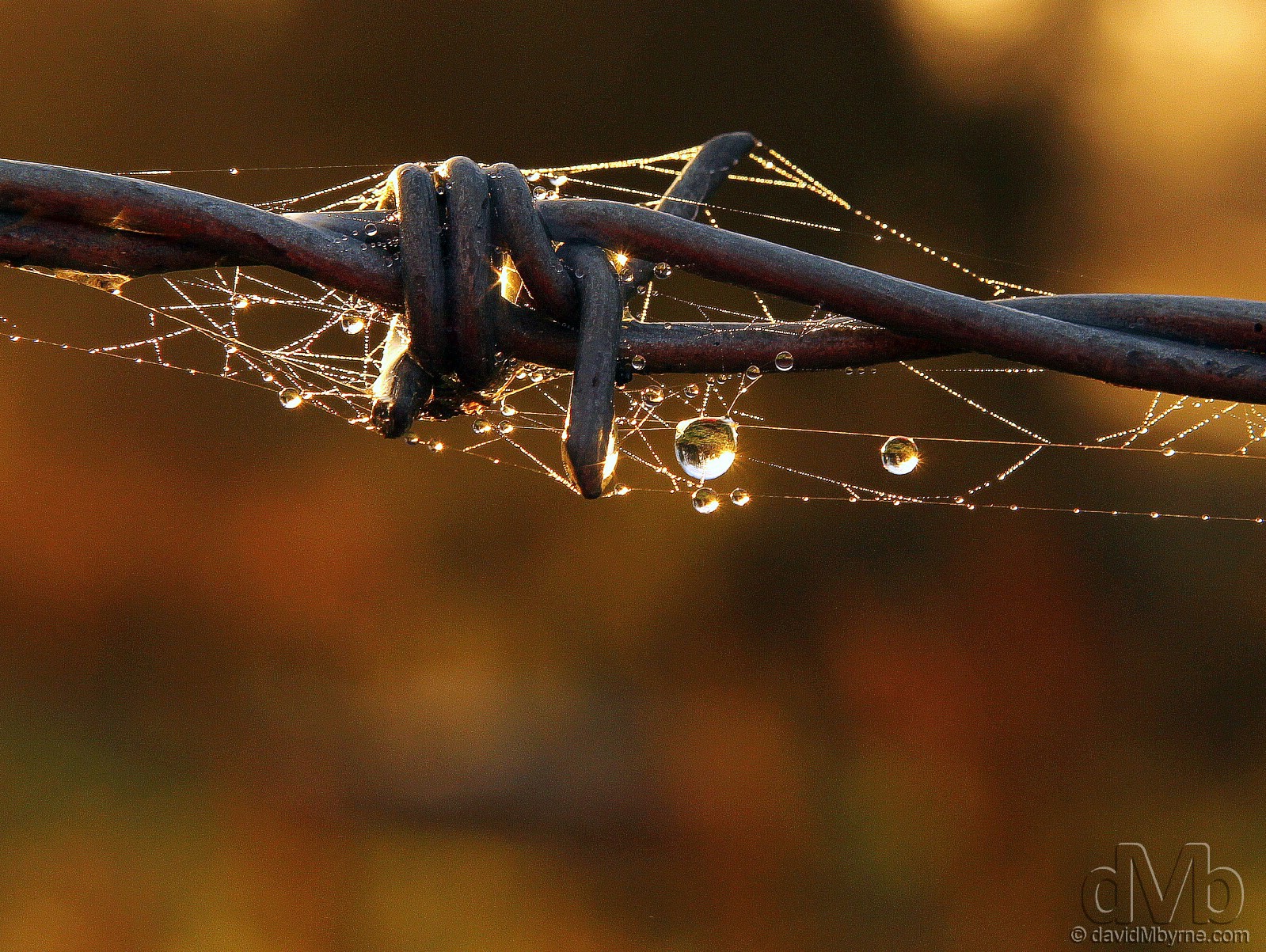 Sunrise dewdrop reflections in Knockgroghery, Co. Roscommon, Ireland. November 20th, 2011 (EOS 60D || Tamron 28-75mm || 75mm, 1/125sec, f/9.0, iso320)