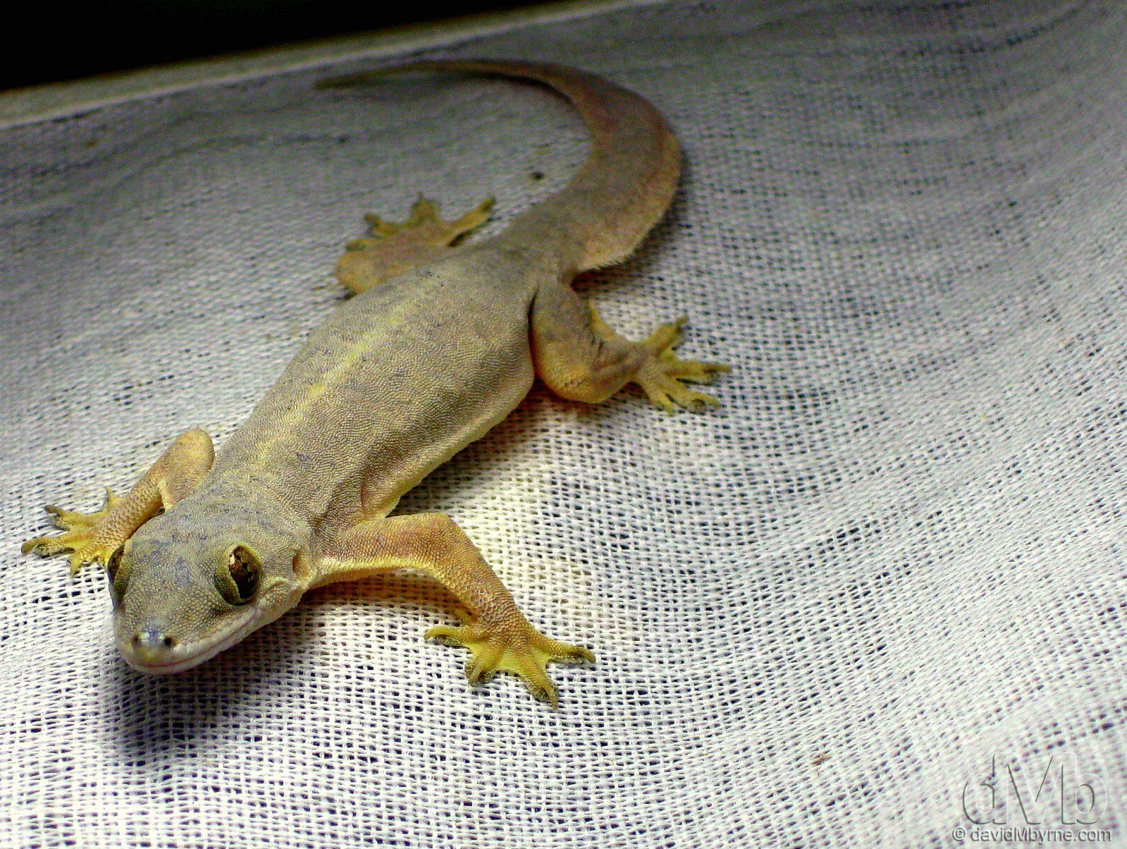 A tiny gecko on the inside of a lampshade on the resort island of Boracay, the Philippines. September 24th, 2011 (Canon IXUS 80IS)