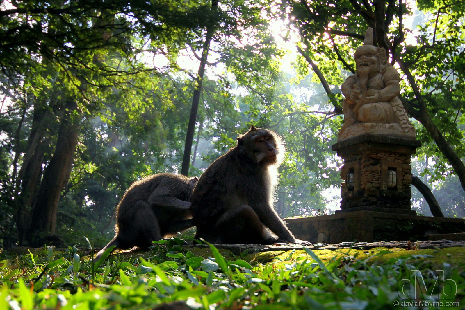 The sacred Monkey Forest in Ubud, Bali, Indonesia. June 15th, 2012 (EOS 60D || Sigma 10-20mm || 20mm, 1/250sec, f/5.6, iso320)